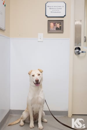 K9FW_220901_SATX_WellnessCenter_5741